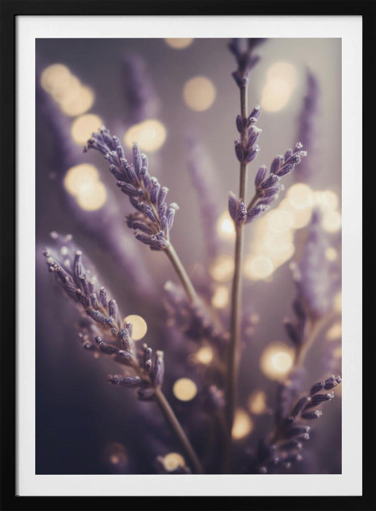 Lavender Dreams | Poster