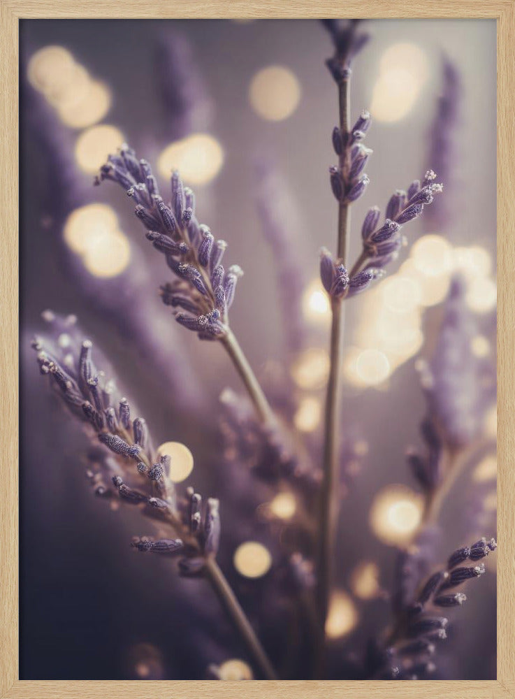 Lavender Dreams | Poster