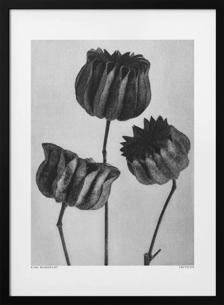 Abutilon (Lime Mallow | Poster