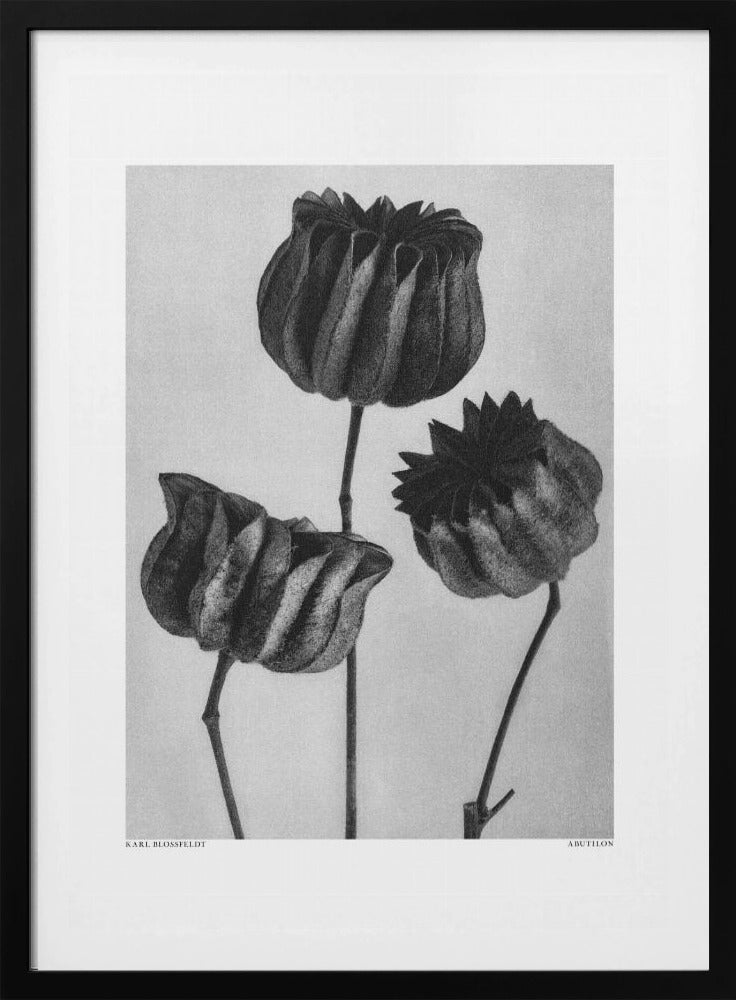 Abutilon (Lime Mallow | Poster