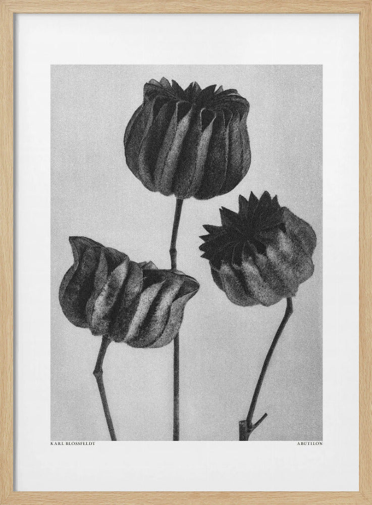 Abutilon (Lime Mallow | Poster