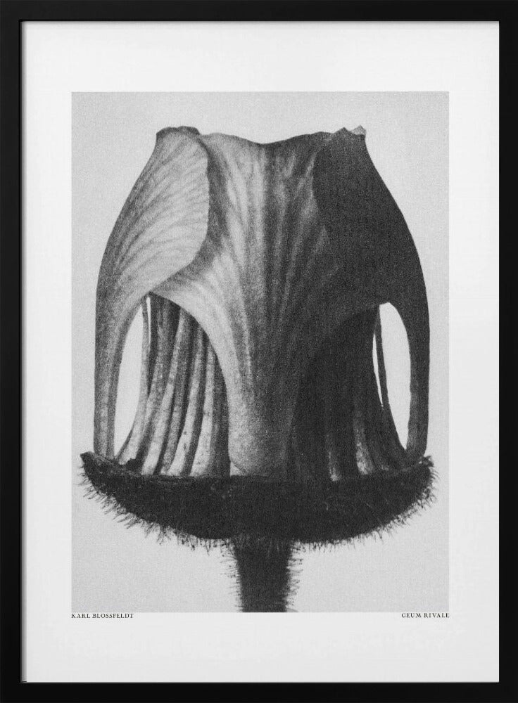 Geum Rivale | Poster