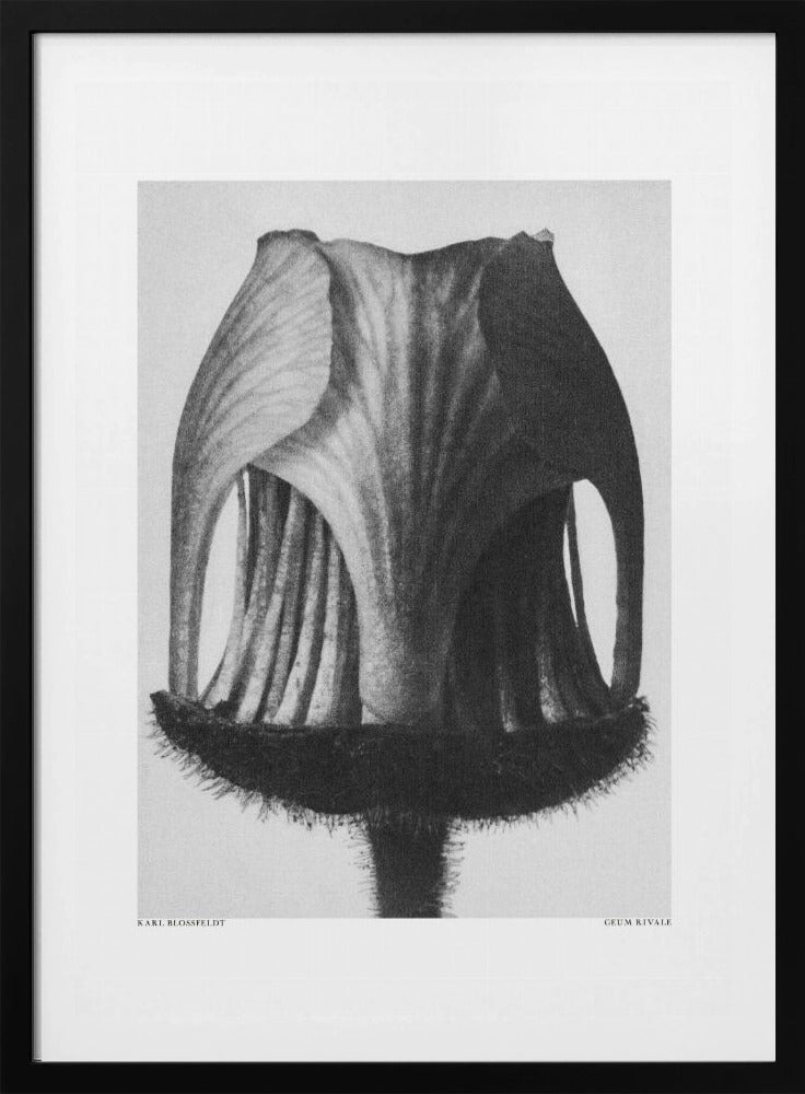 Geum Rivale | Poster