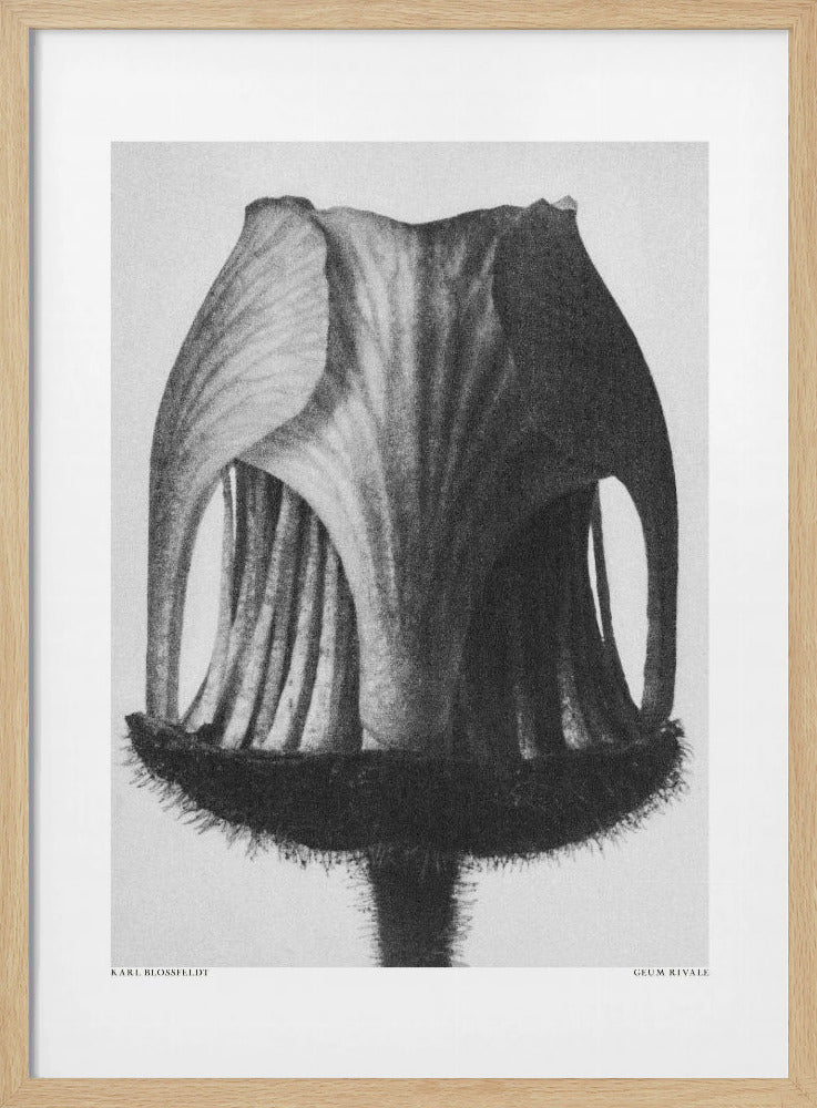 Geum Rivale | Poster