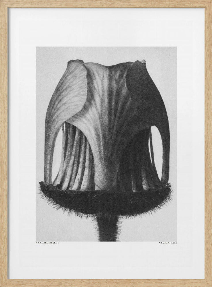 Geum Rivale | Poster