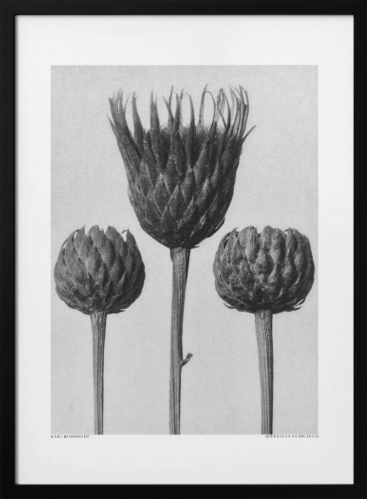 Serratula Nudicaulis | Poster