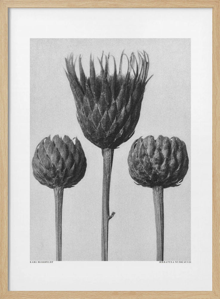 Serratula Nudicaulis | Poster