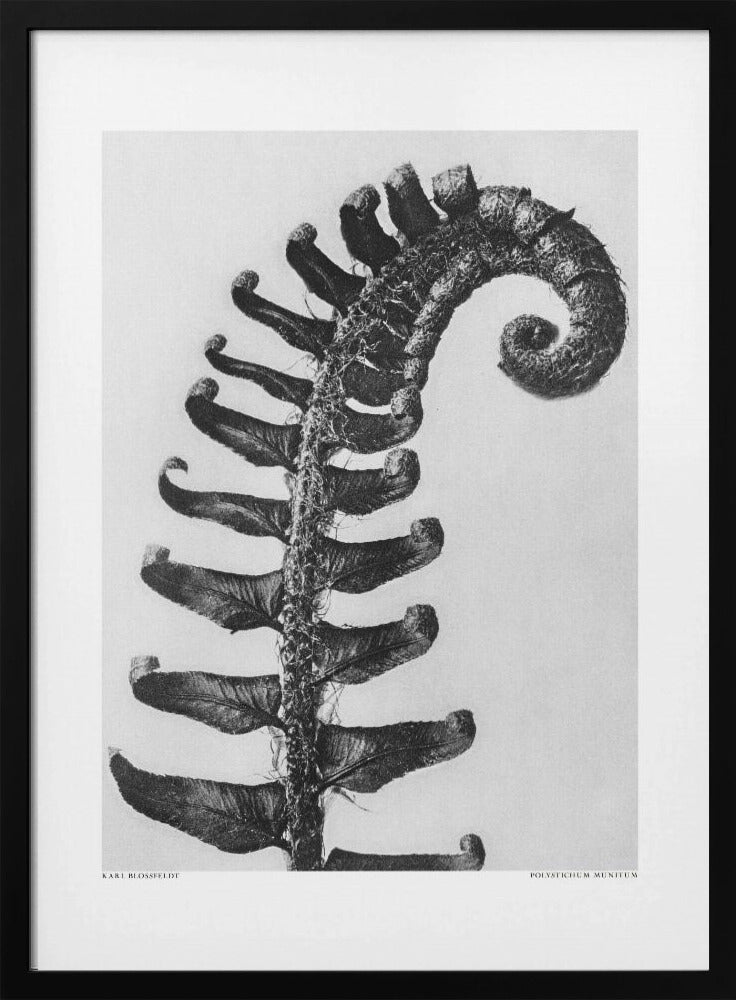 Polystichum Munitum | Poster