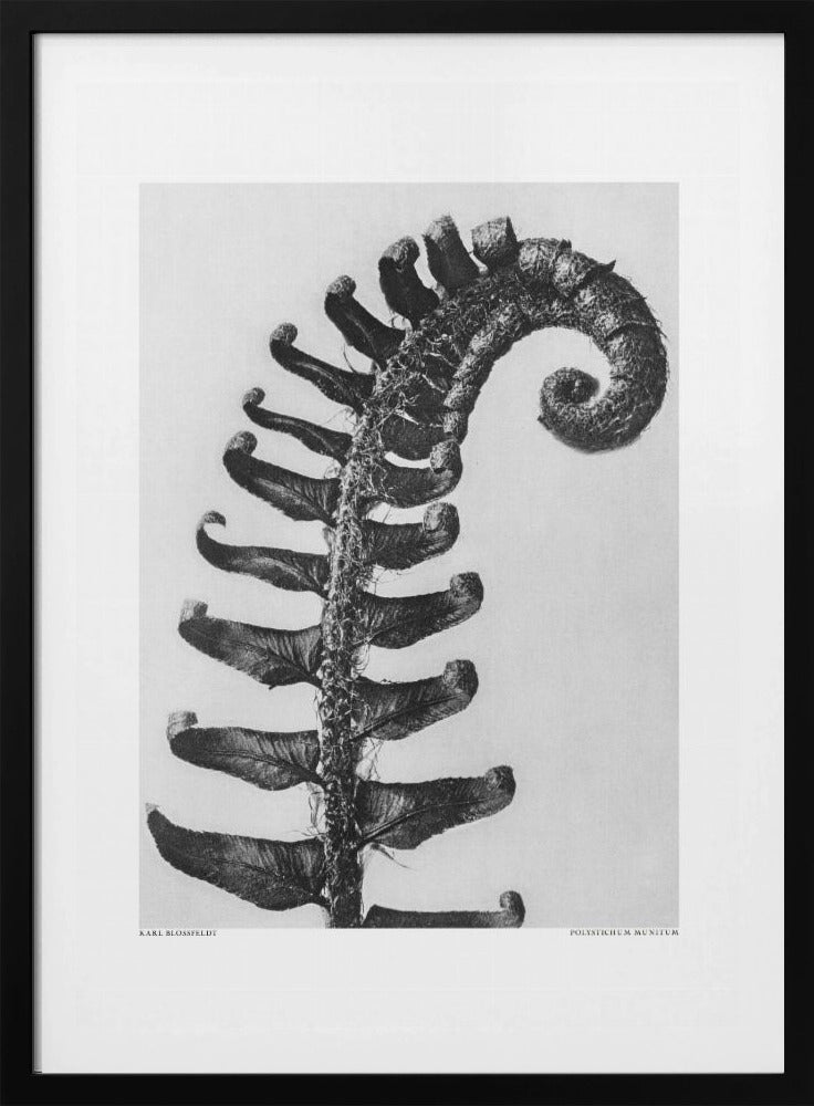 Polystichum Munitum | Poster