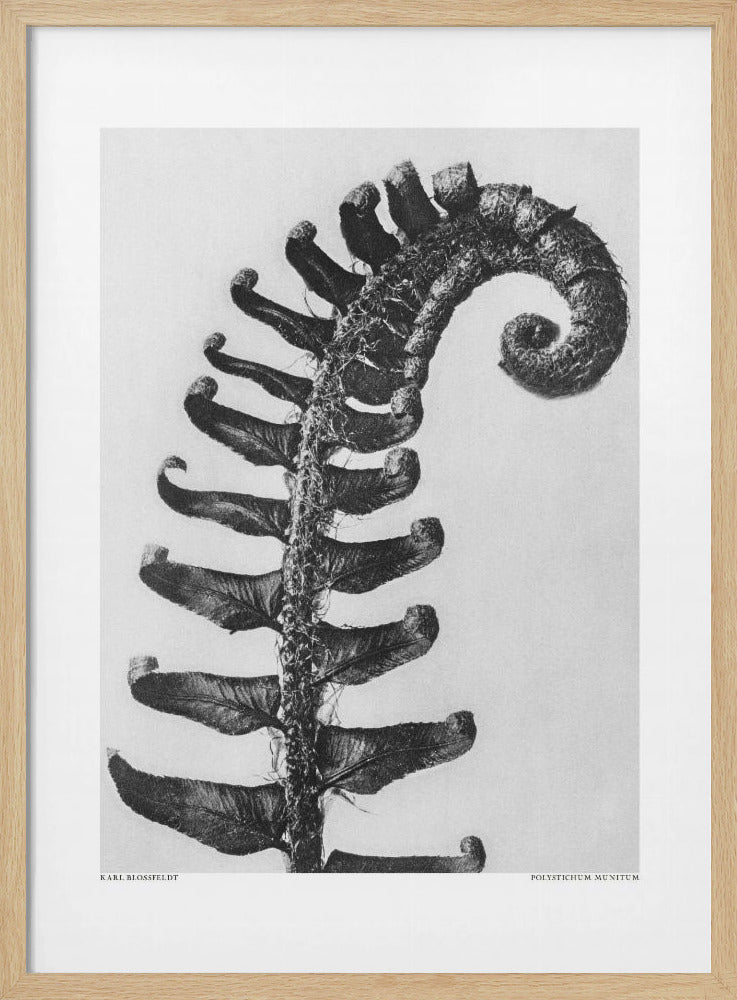 Polystichum Munitum | Poster