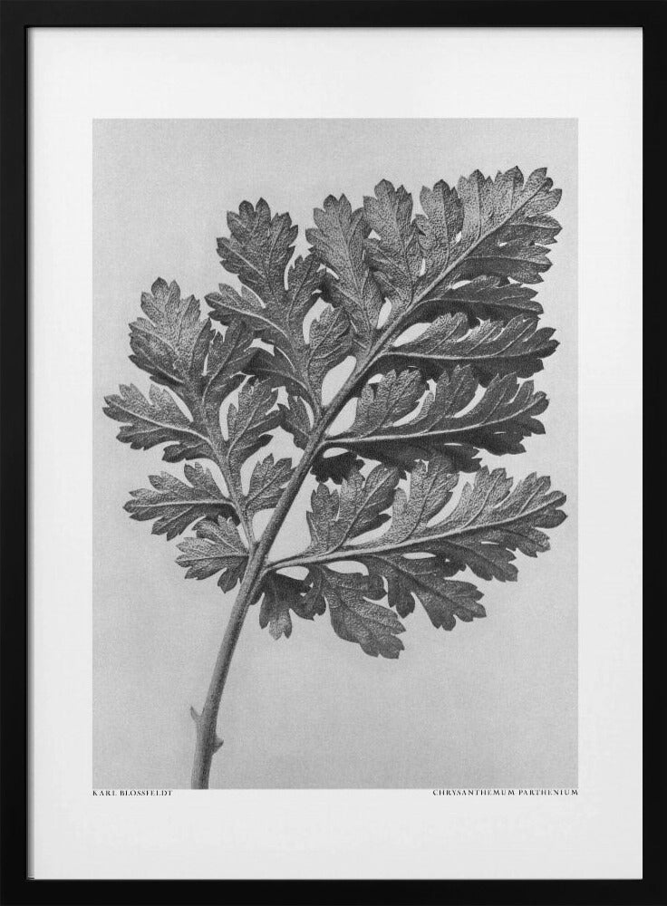 Chrysanthemum parthenium | Poster