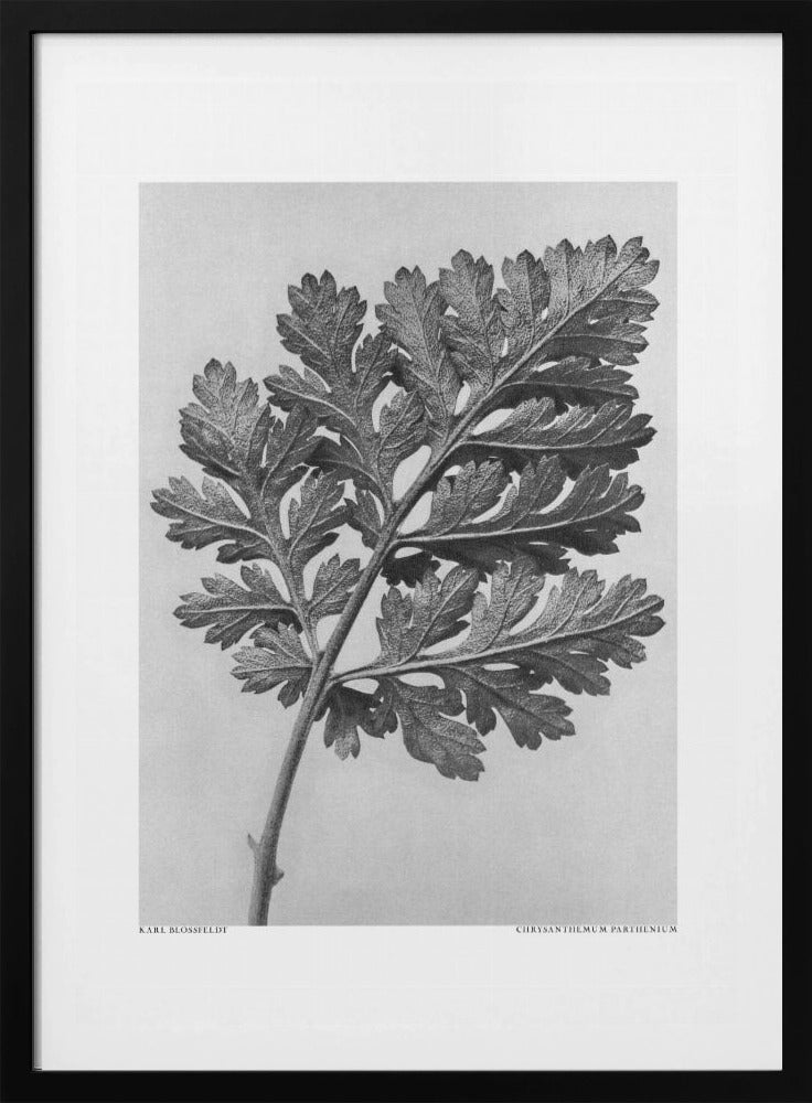 Chrysanthemum parthenium | Poster