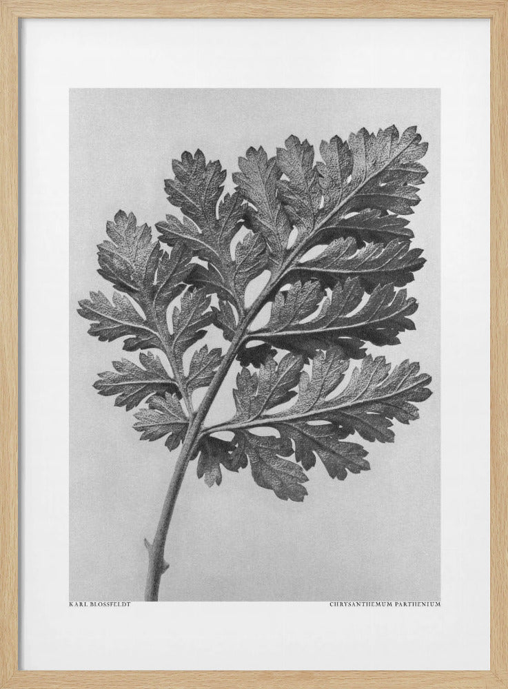 Chrysanthemum parthenium | Poster