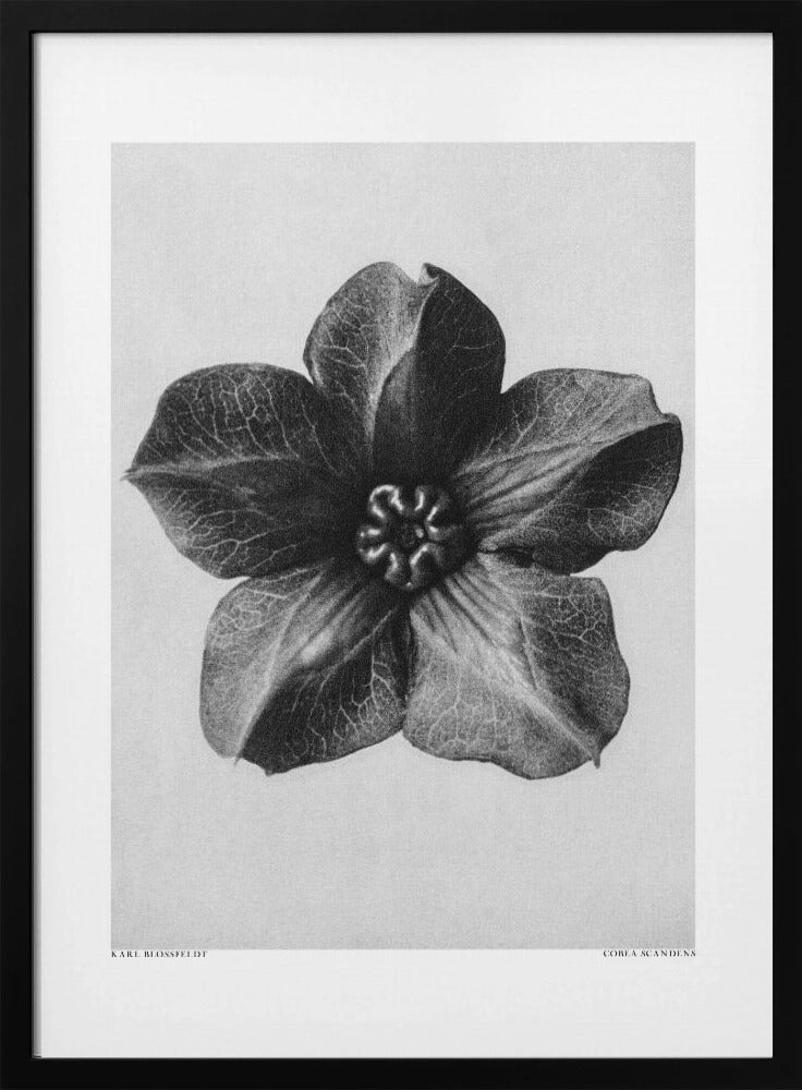 Cobaea Scandens | Poster