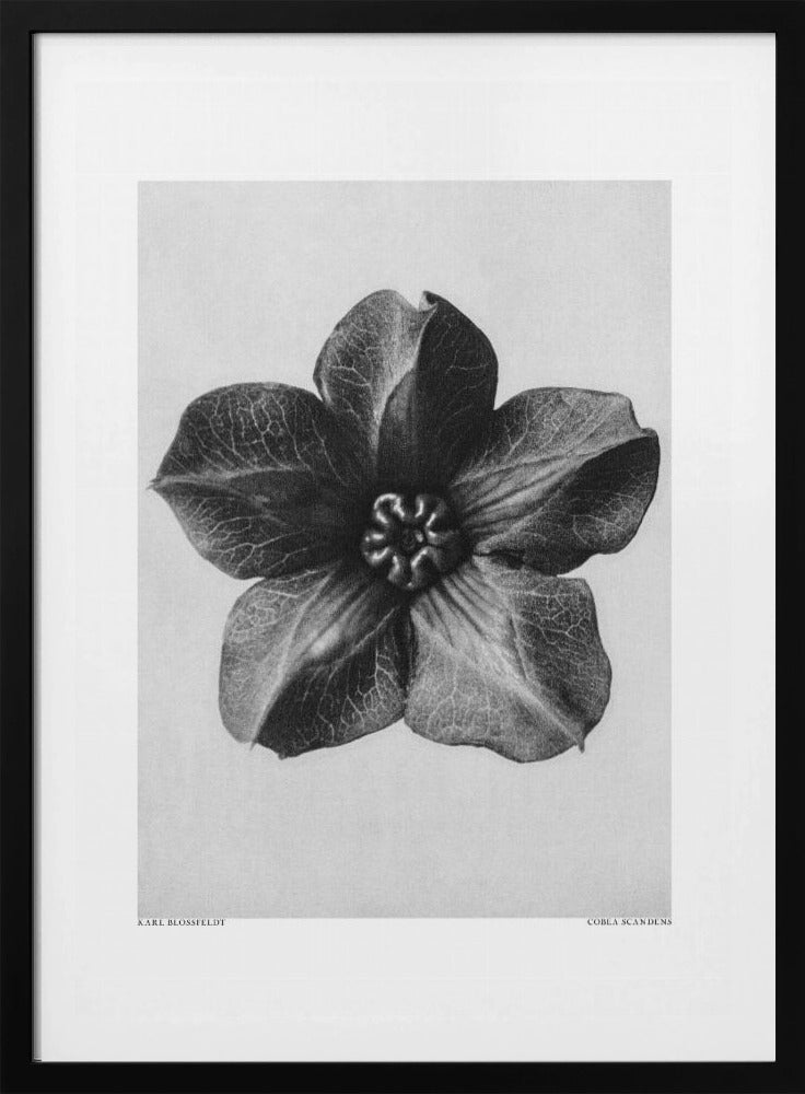 Cobaea Scandens | Poster