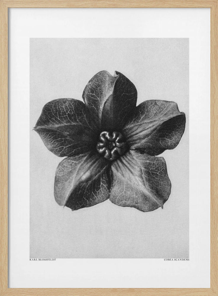 Cobaea Scandens | Poster