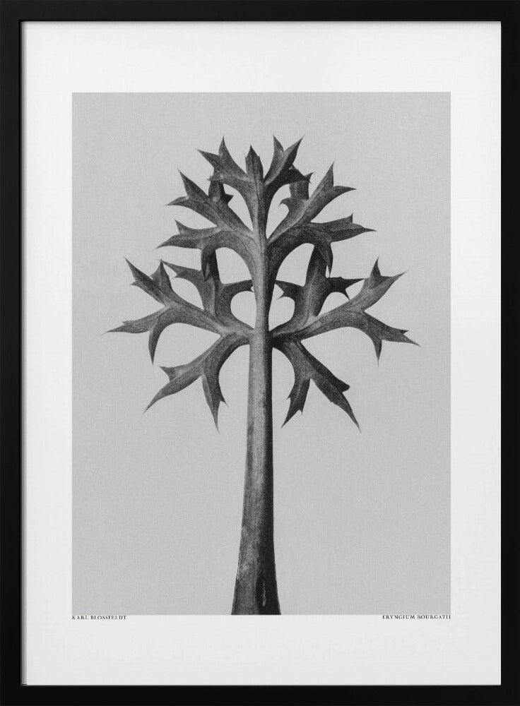 Eryngium Bourgatii | Poster