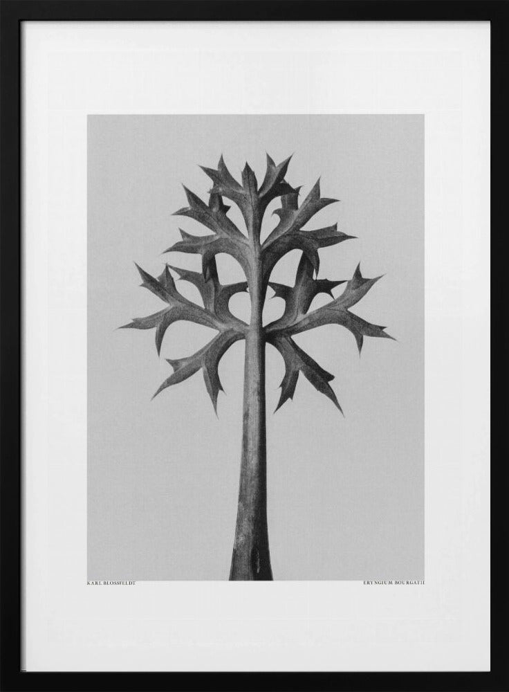 Eryngium Bourgatii | Poster