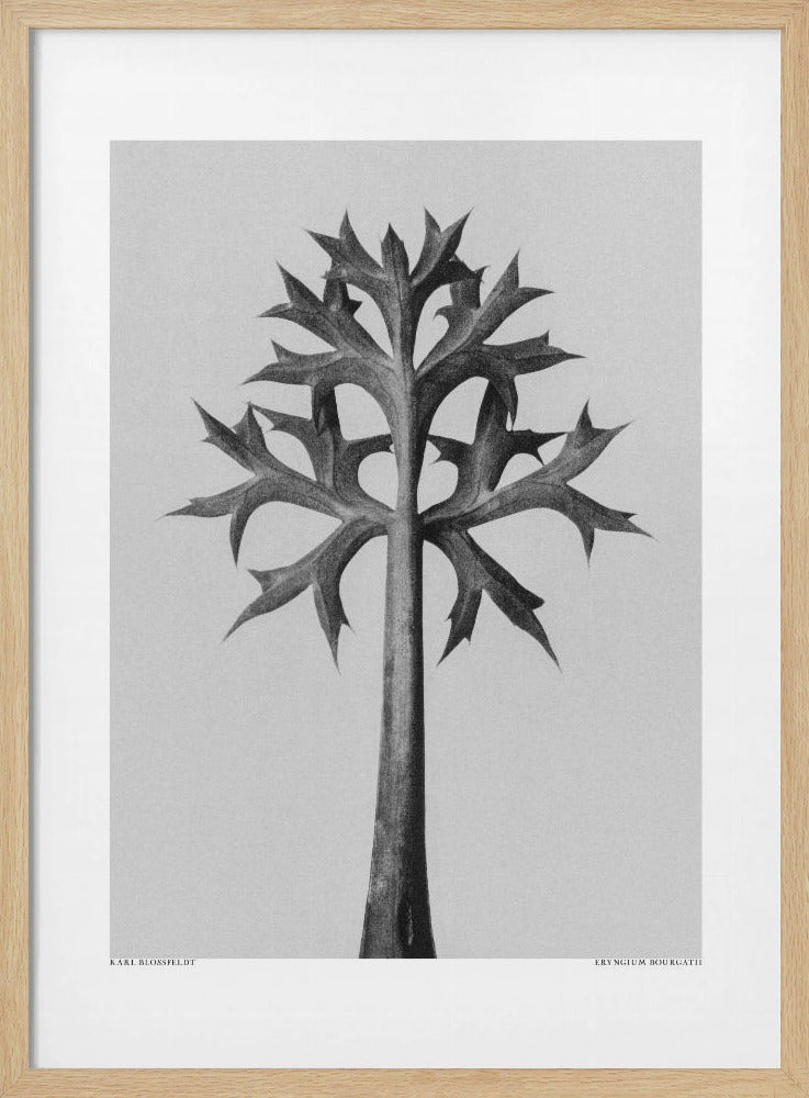 Eryngium Bourgatii | Poster