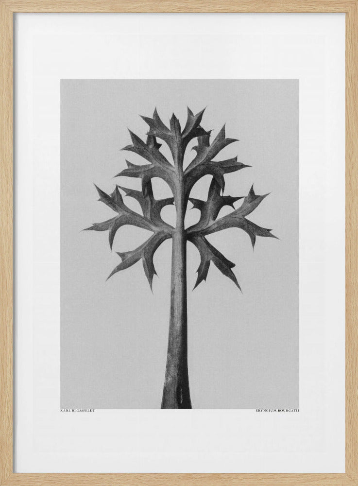 Eryngium Bourgatii | Poster