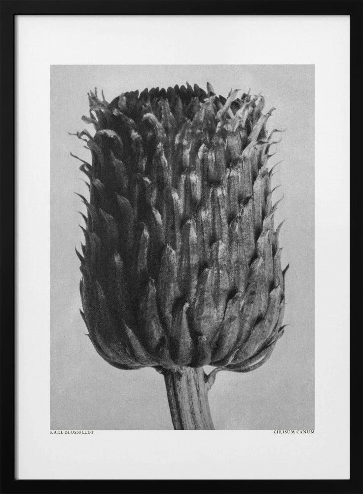 Cirsium Canum (Thistle) | Poster