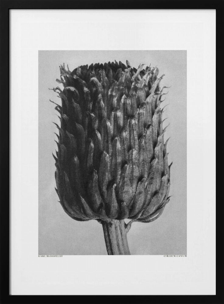 Cirsium Canum (Thistle) | Poster