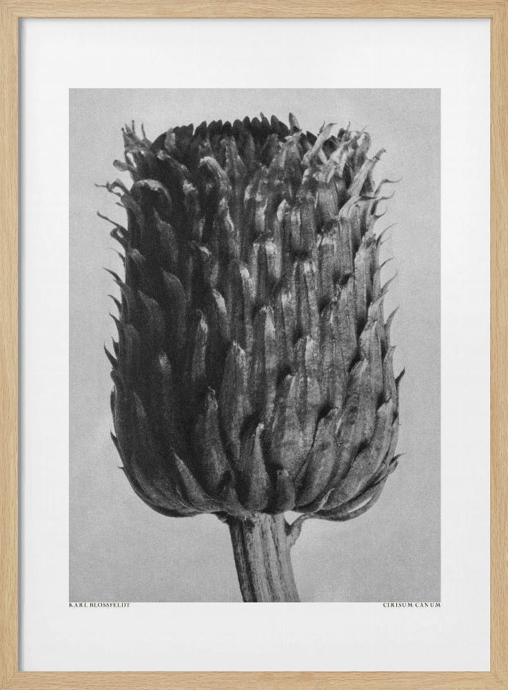 Cirsium Canum (Thistle) | Poster