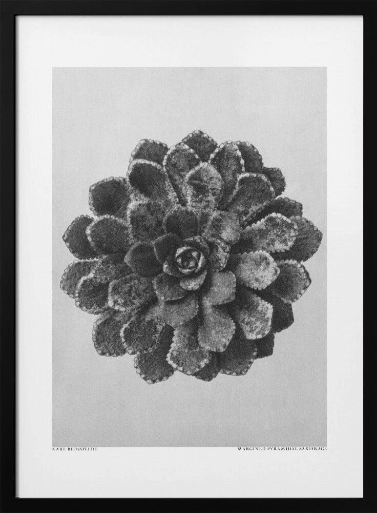 Margined Pyramidal Saxifrage | Poster