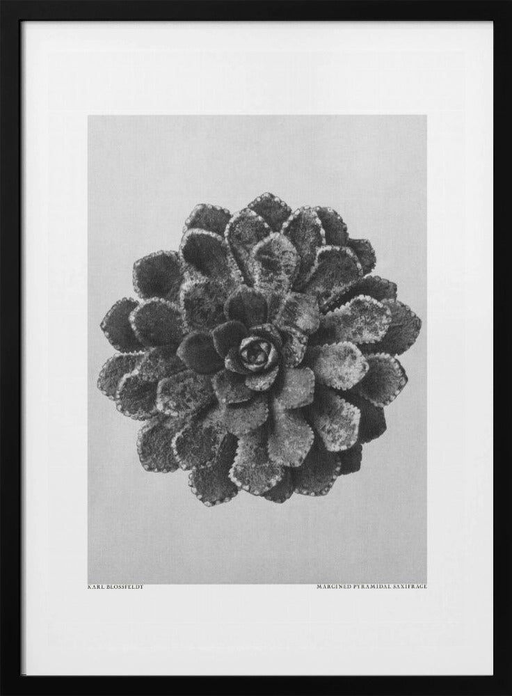 Margined Pyramidal Saxifrage | Poster