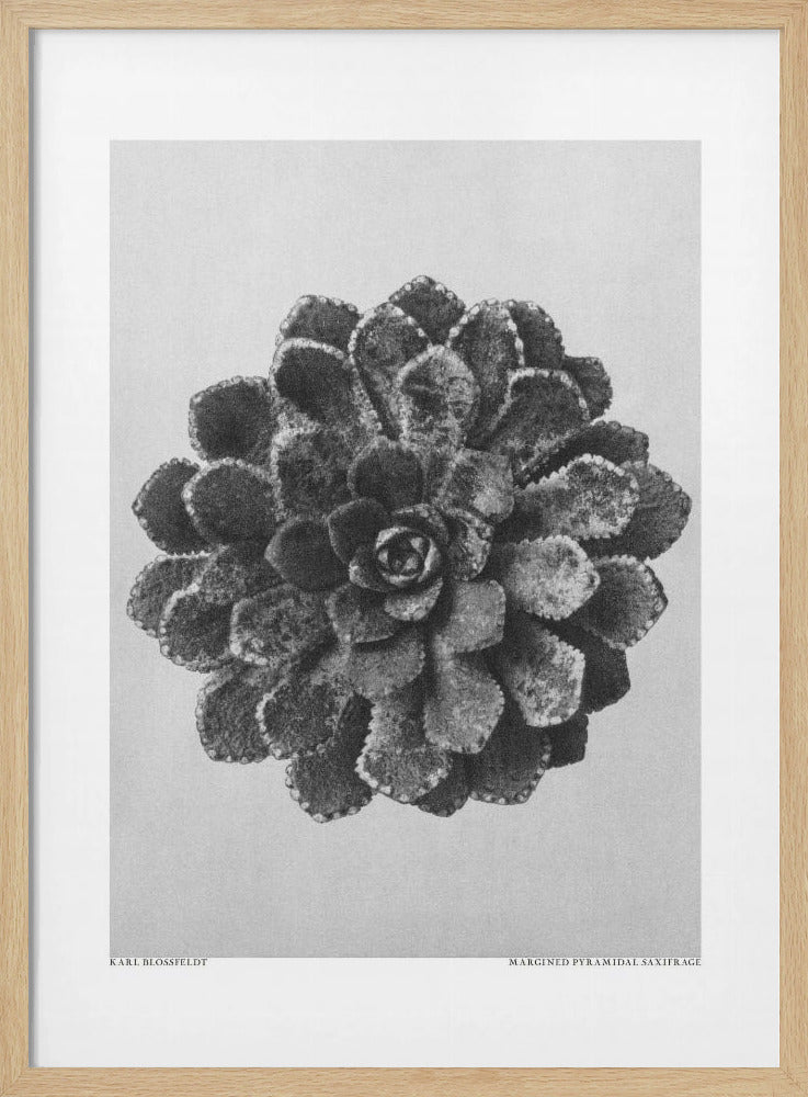 Margined Pyramidal Saxifrage | Poster