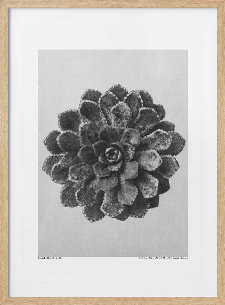 Margined Pyramidal Saxifrage | Poster