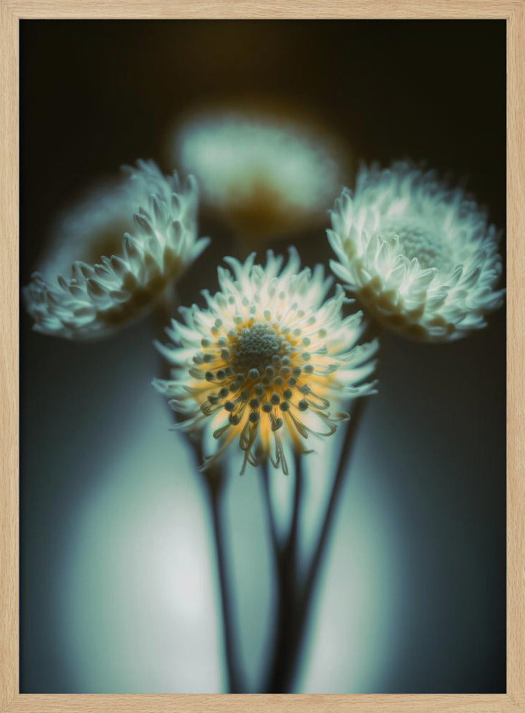 Ethereal Blooms | Poster