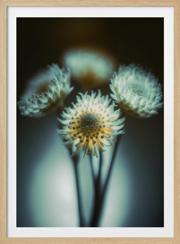 Ethereal Blooms | Poster