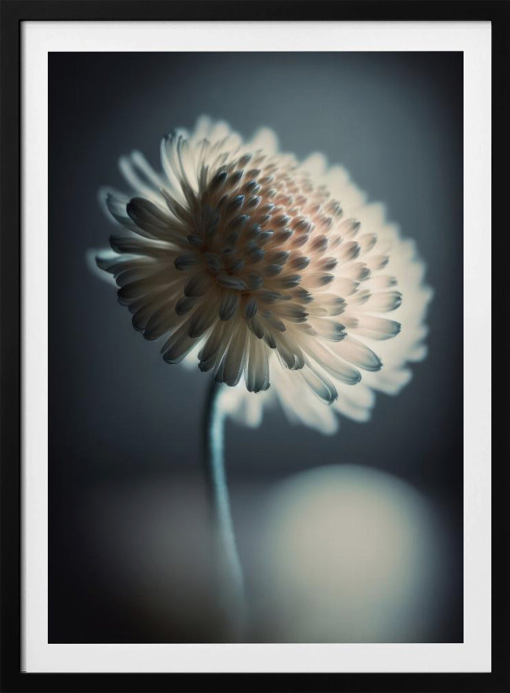 Luminous Blossom | Poster