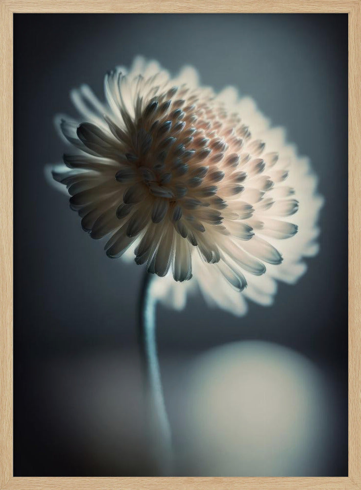 Luminous Blossom | Poster