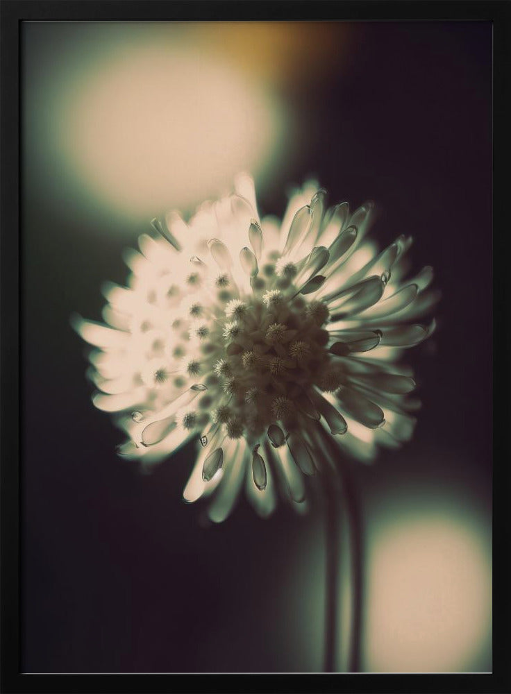 Ethereal Blossom | Poster