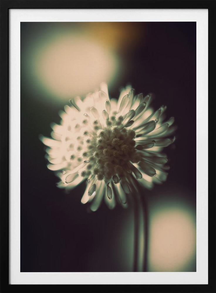 Ethereal Blossom | Poster