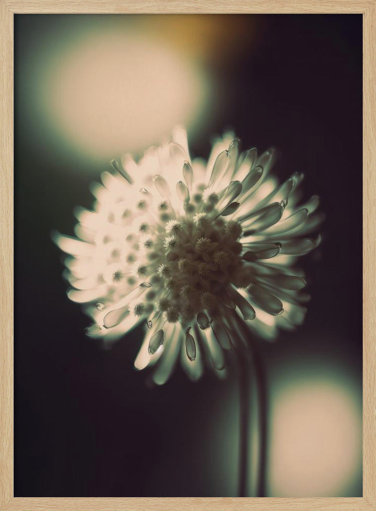 Ethereal Blossom | Poster