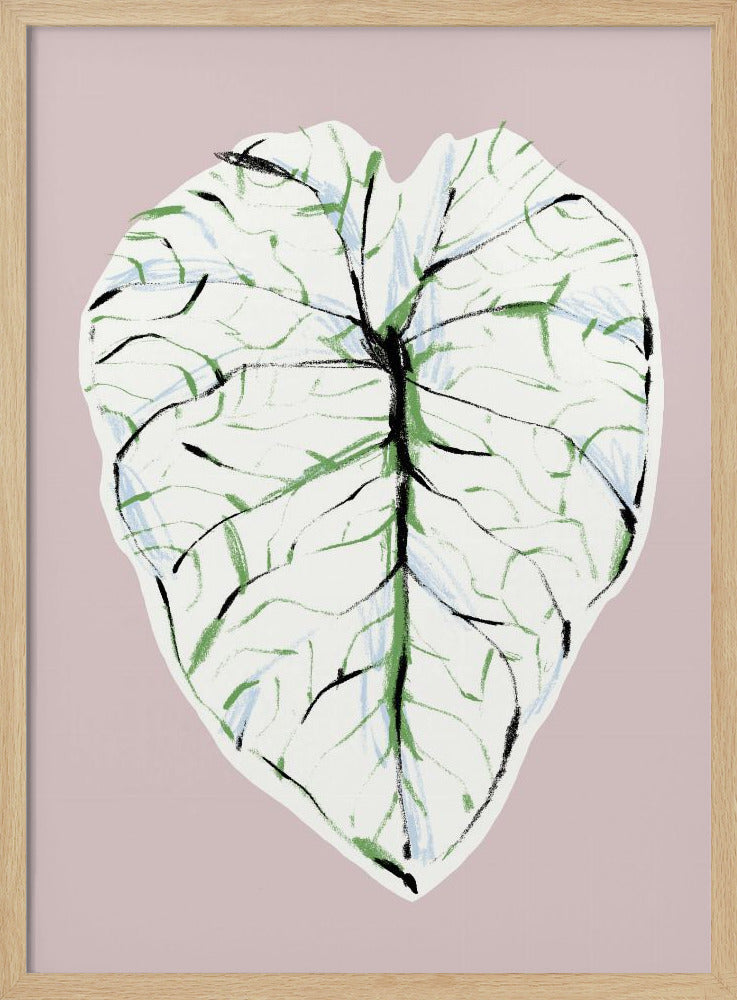 Alocasia Melo Light | Poster