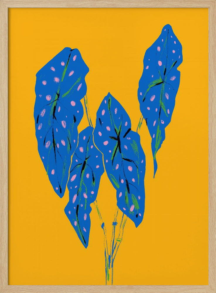 Begonia Maculata Blue and Yellow | Poster
