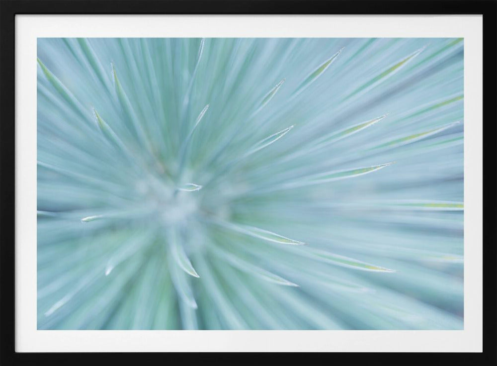 Soft Spikes | Poster