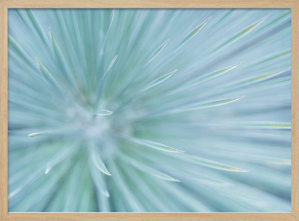 Soft Spikes | Poster