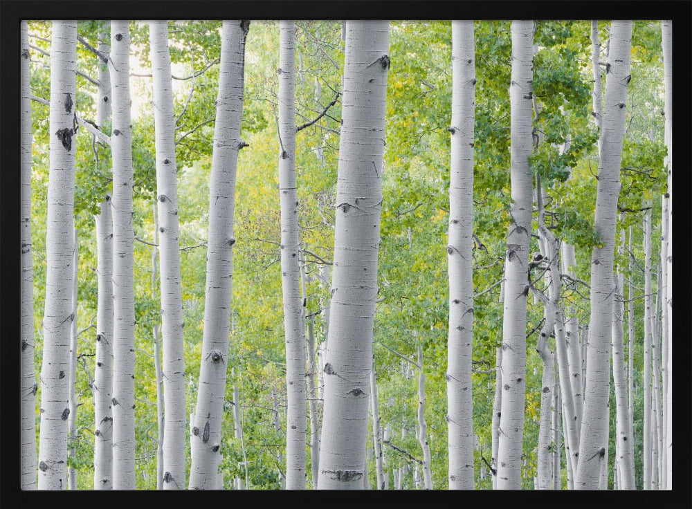 Birch Forest | Poster