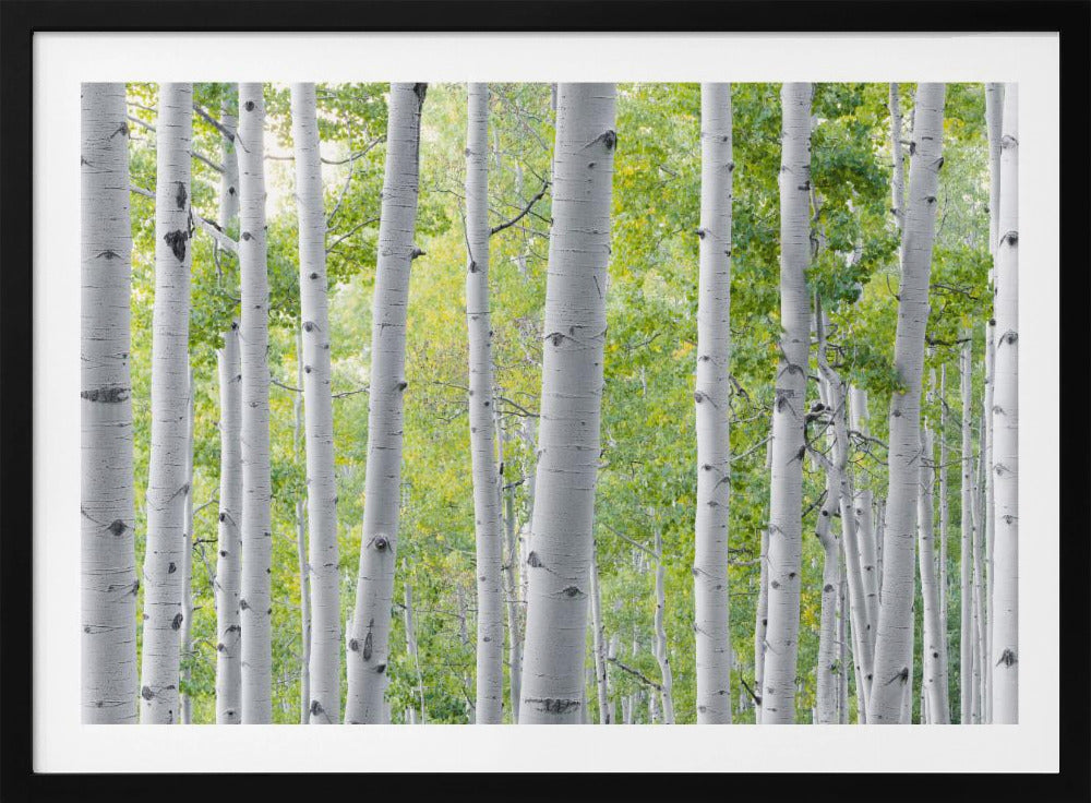 Birch Forest | Poster