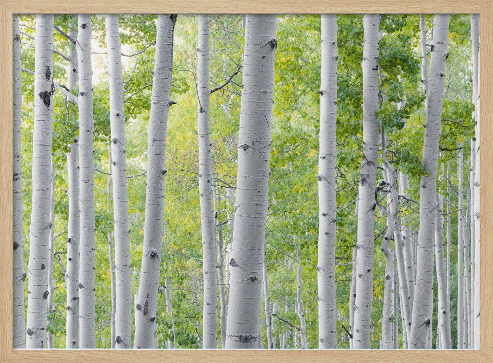 Birch Forest | Poster