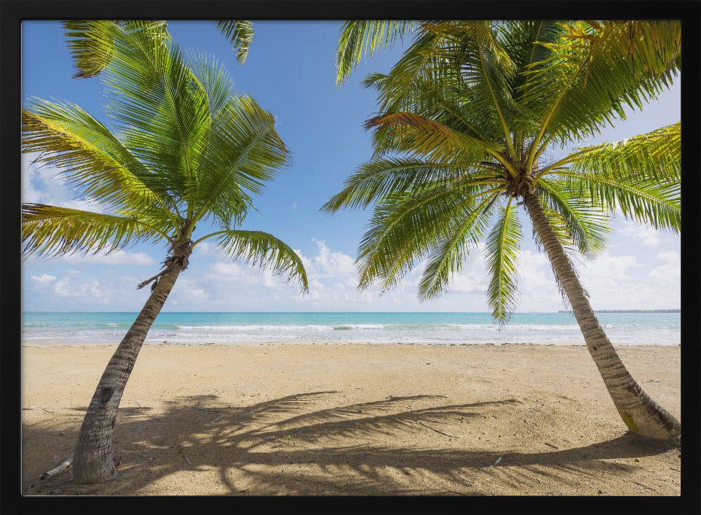 Palmy Beach | Poster