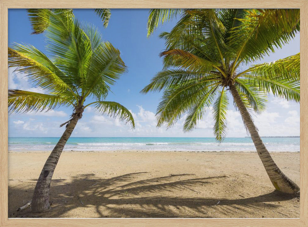 Palmy Beach | Poster