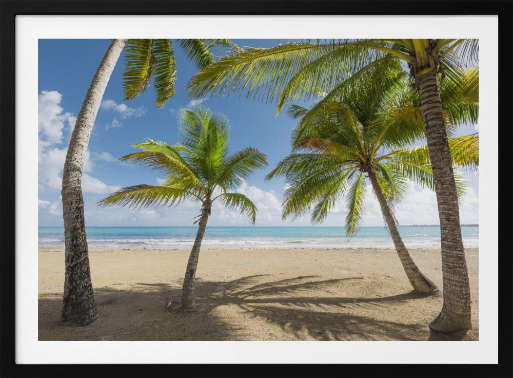 Palmy Beach II | Poster