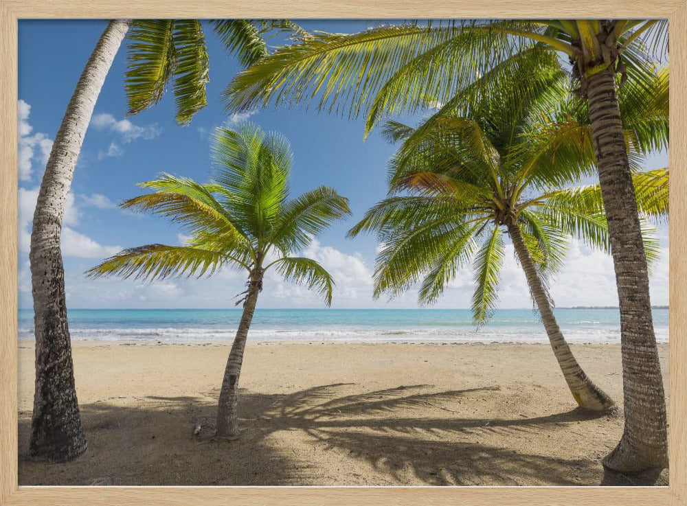 Palmy Beach II | Poster