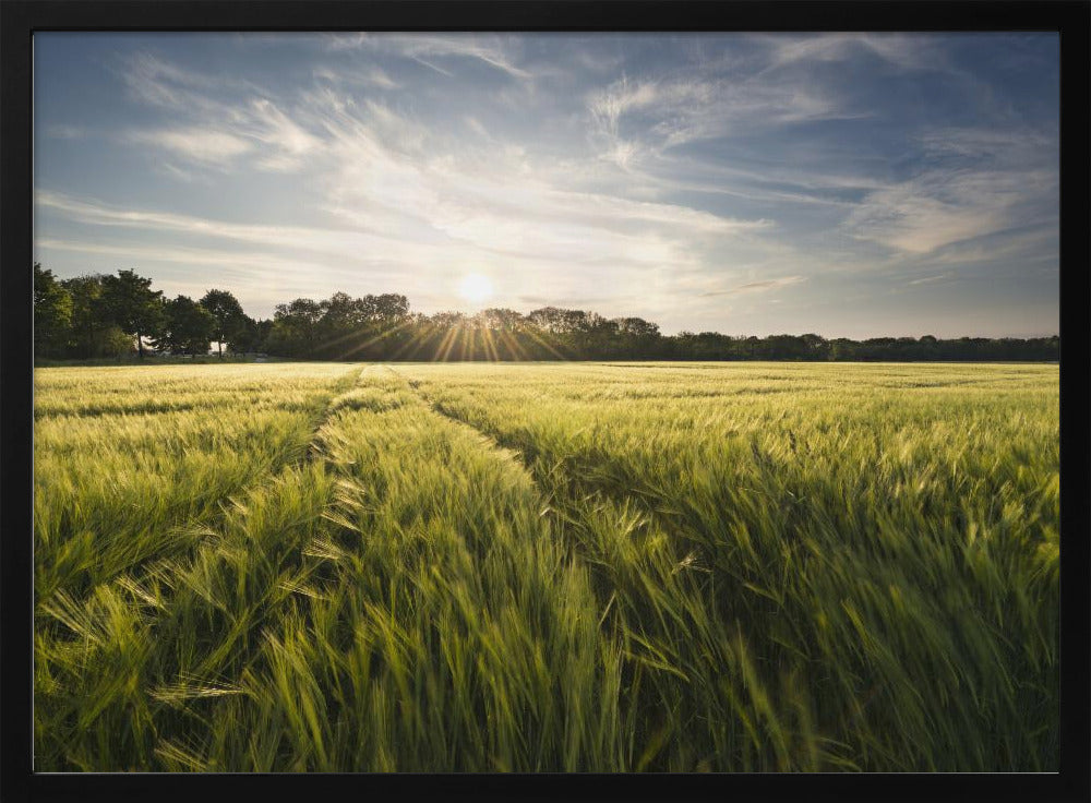 Barley Meadow | Poster